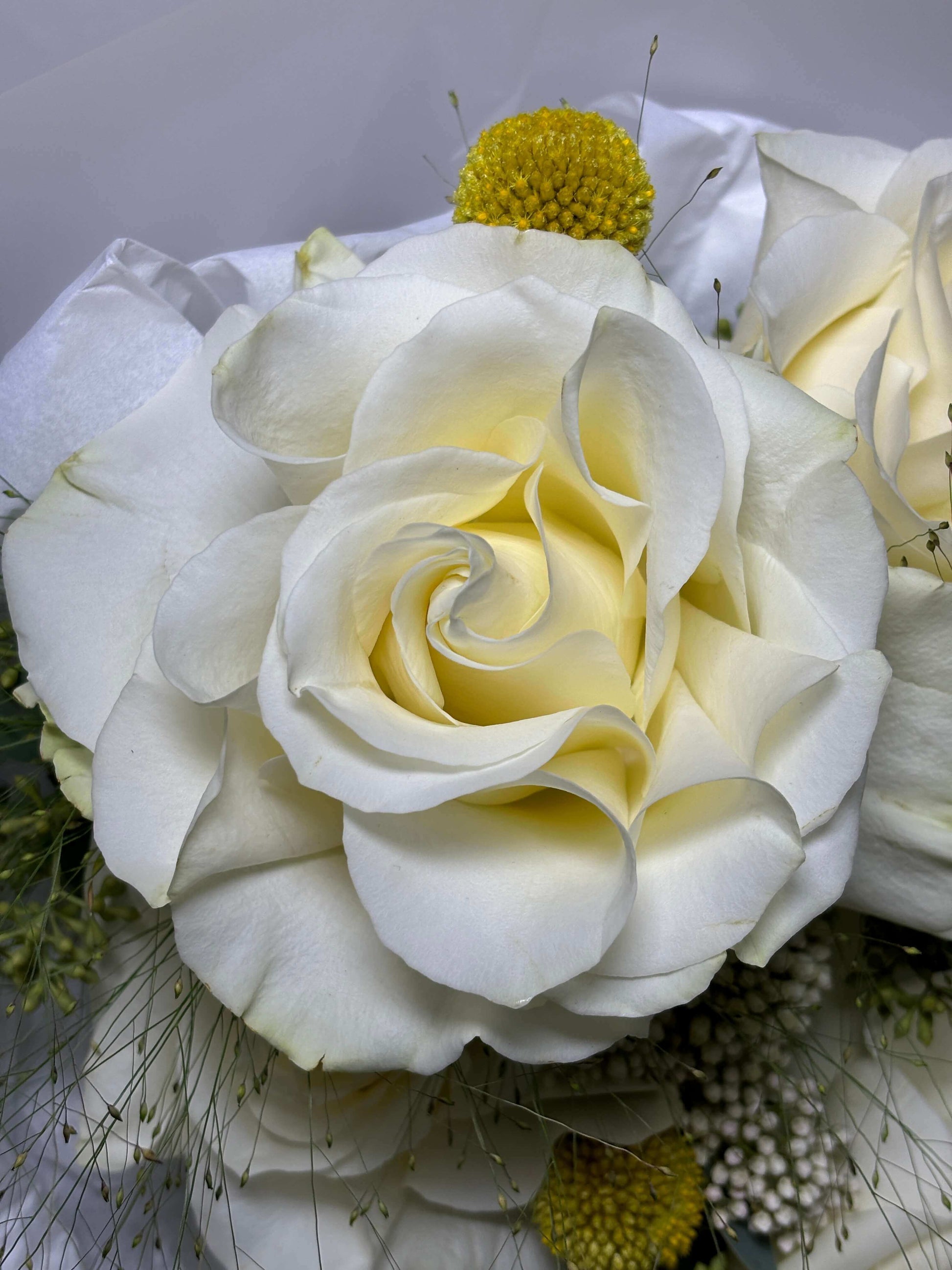 Buchet alb de flori care contine: trandafiri albi, craspedia, ozothamnus, eucalipt si panicum, in ambalaj alb cu panglica de satin si hrana pentru flori. Ideal pentru orice ocazie, disponibil cu livrare gratuita in Oradea sau ridicare din florarie Oradea Trava Atelier Floral