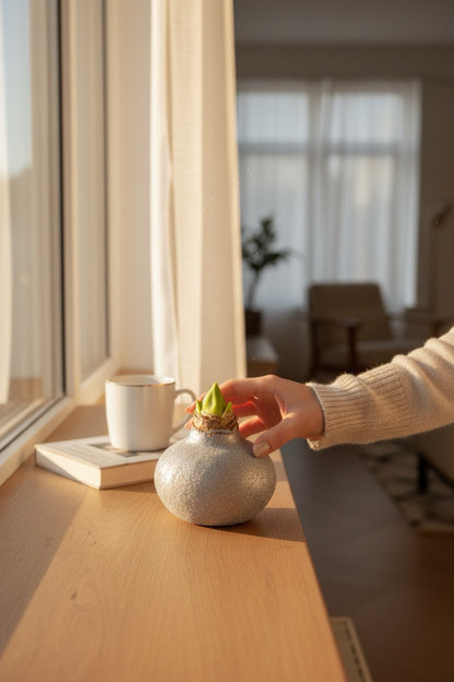 Bulb de Amaryllis decorativ în vas elegant, așezat pe o masă din lemn într-un living luminos – TRAVA Florărie Oradea