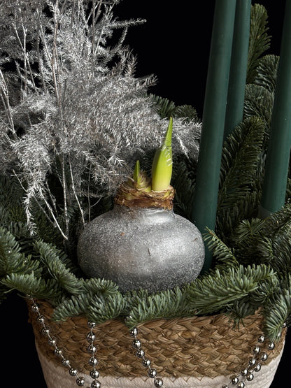 Detaliu bulb Amaryllis decorativ argintiu in aranjament cu brad natural si perle